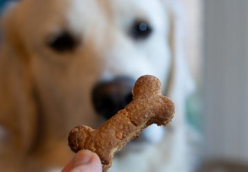 golden retriever with dog biscuit